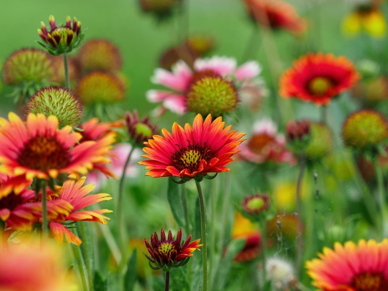 flowers-22