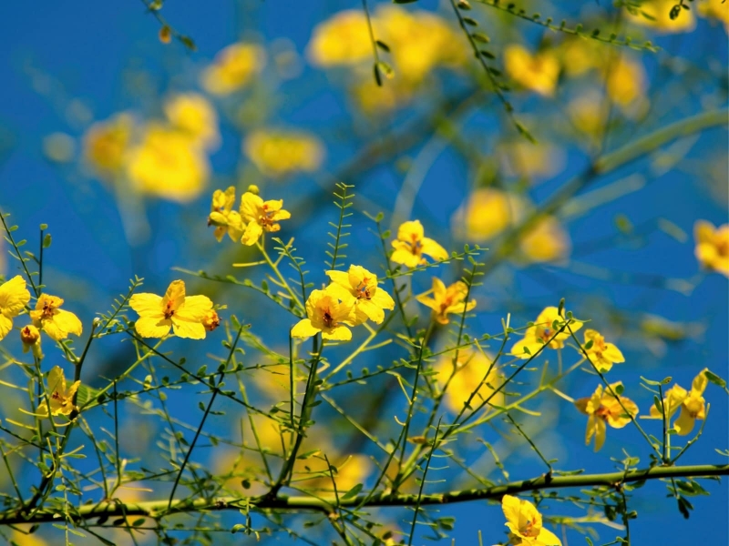 flowers-26