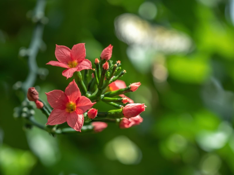 flowers-3