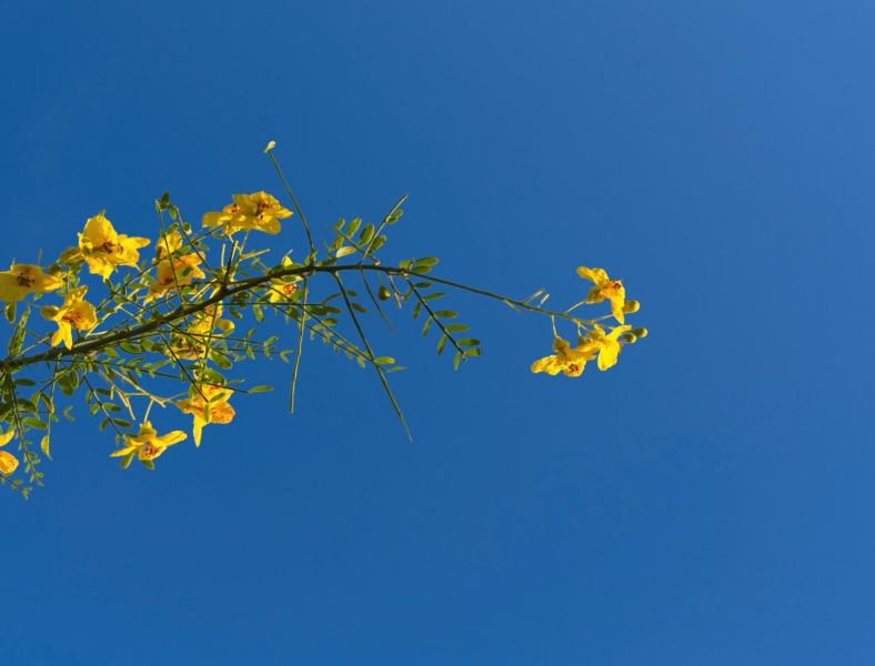 flowers-4