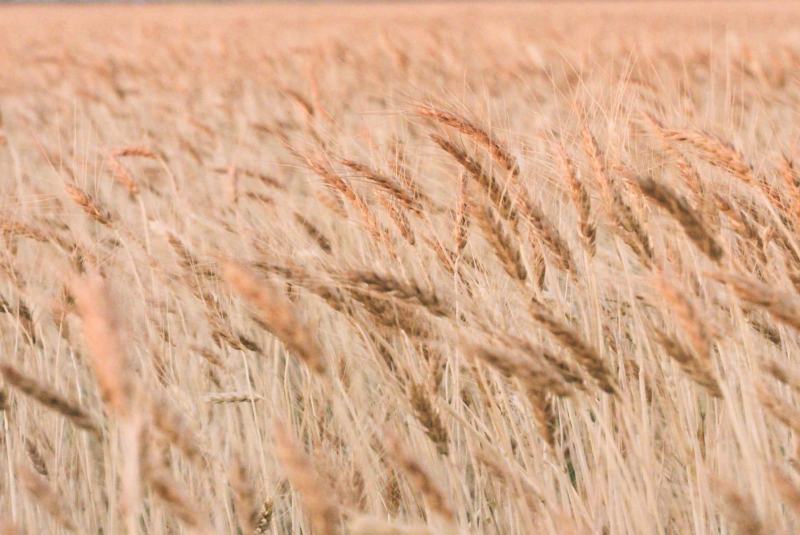 grass-14