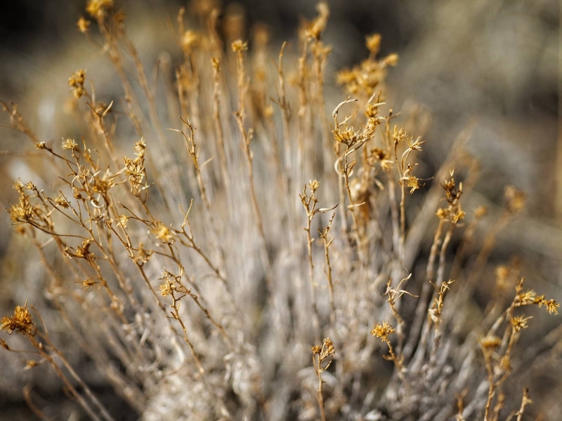 grass-15
