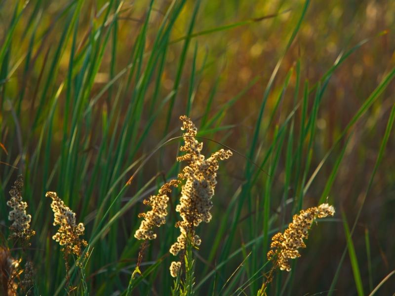 grass-18