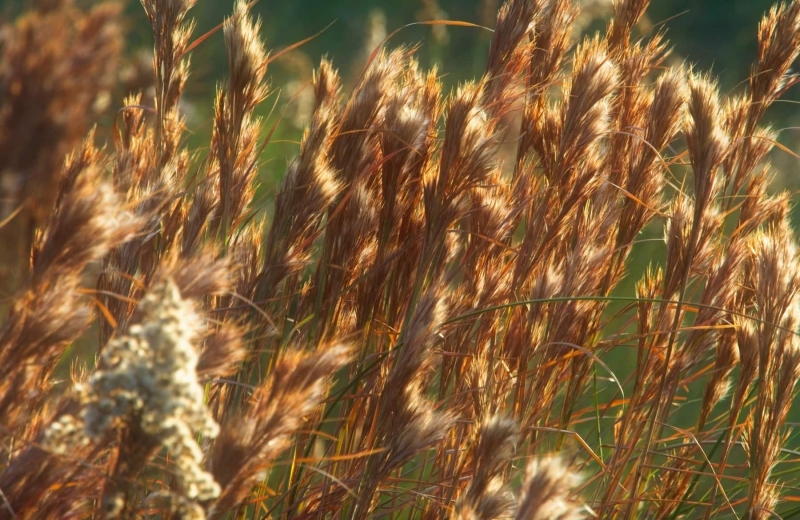 grass-21