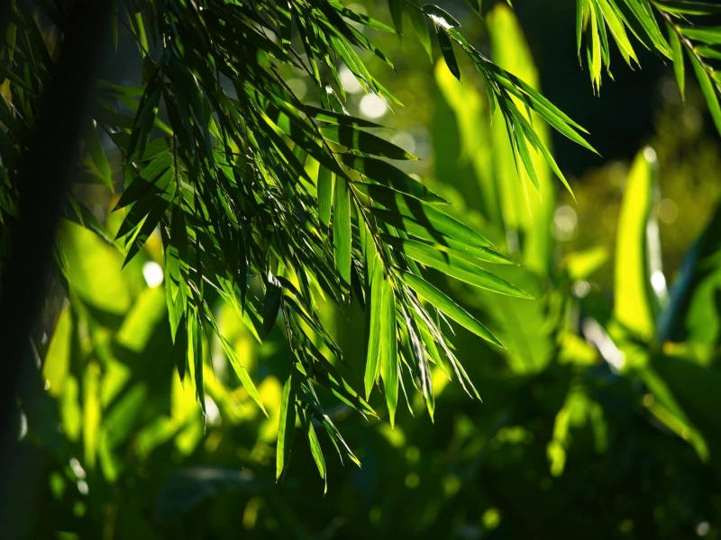 grass-22