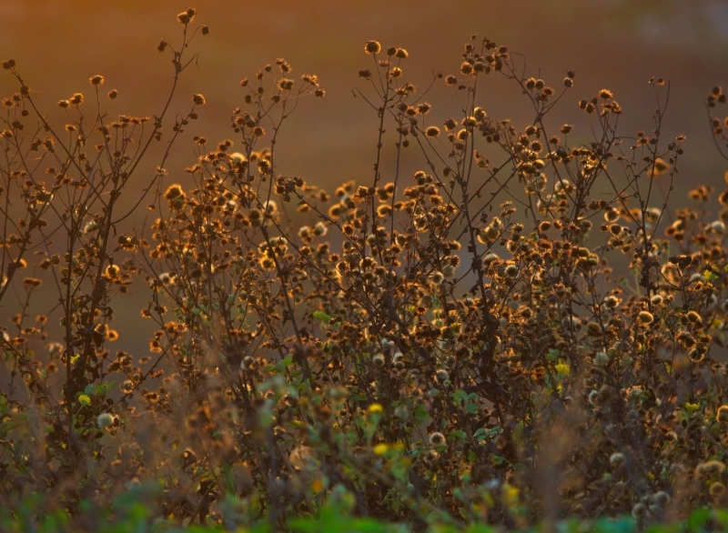 grass-24