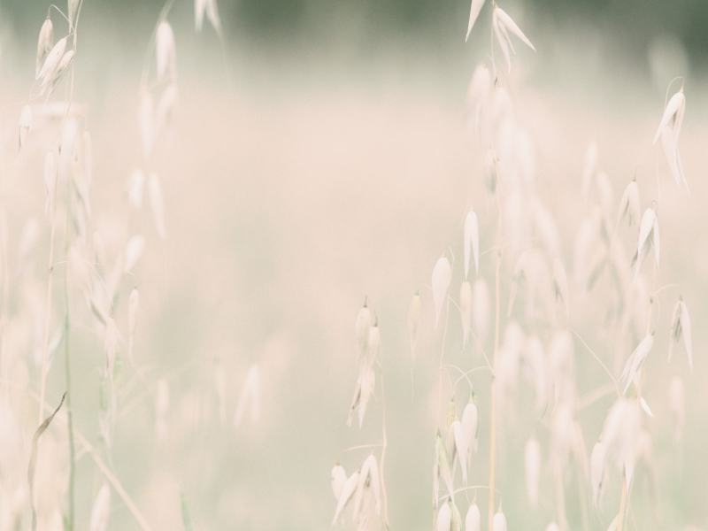 grass-3