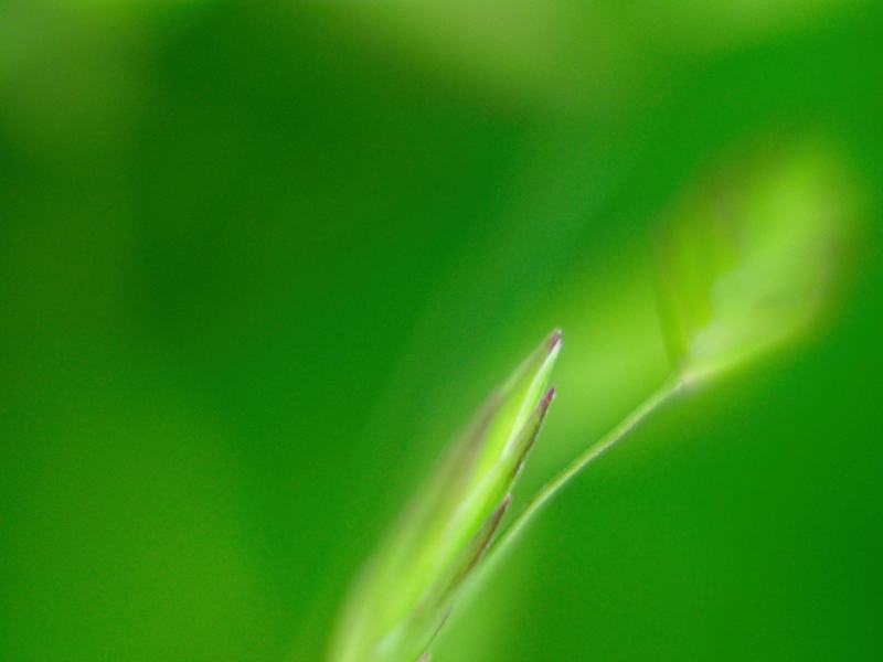 grass-6
