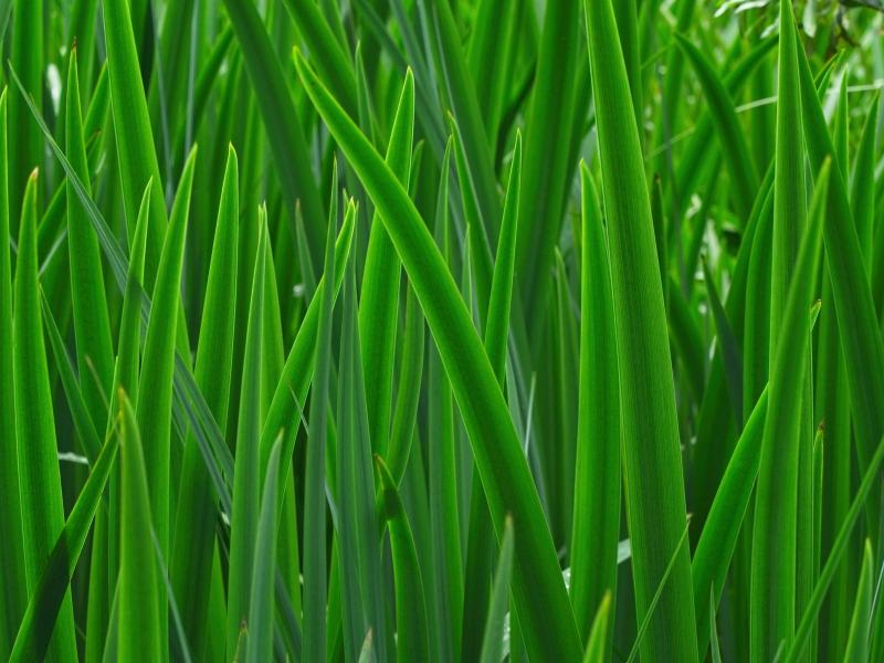 grass-8