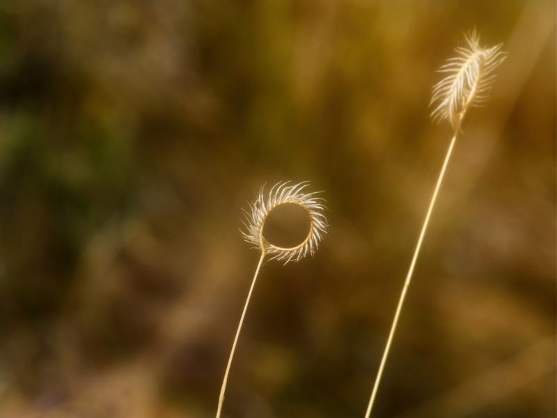 grass-9