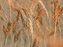 grass-12