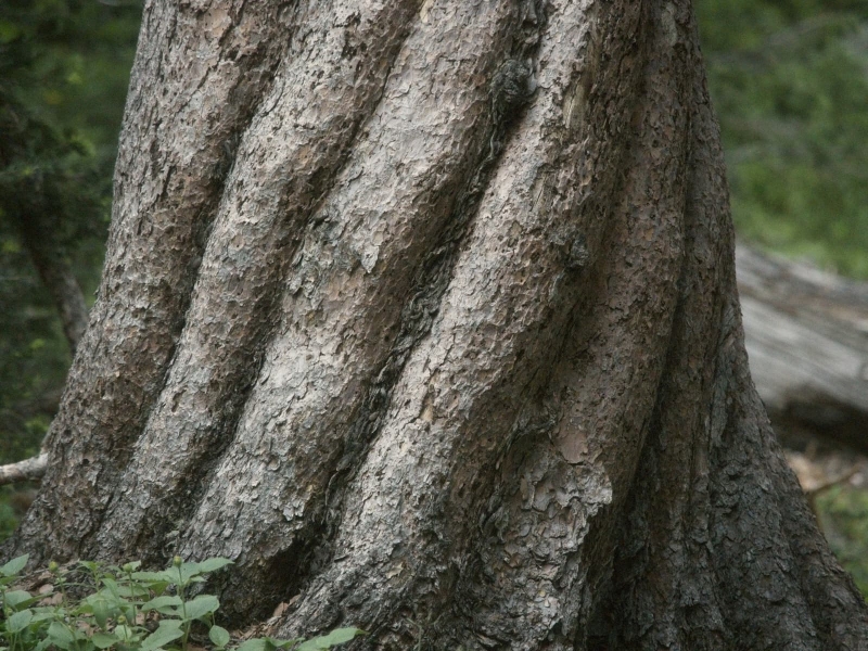 trees-10