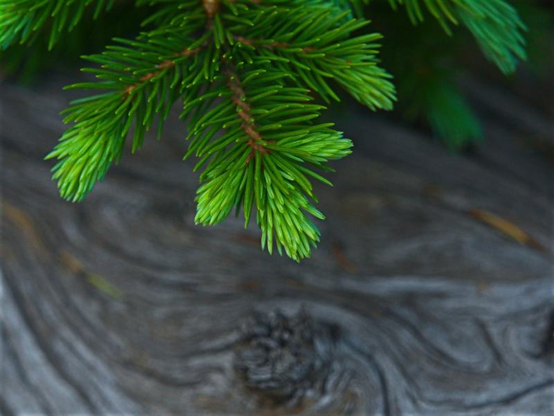 trees-17