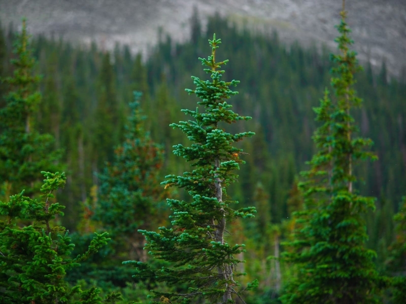 trees-18