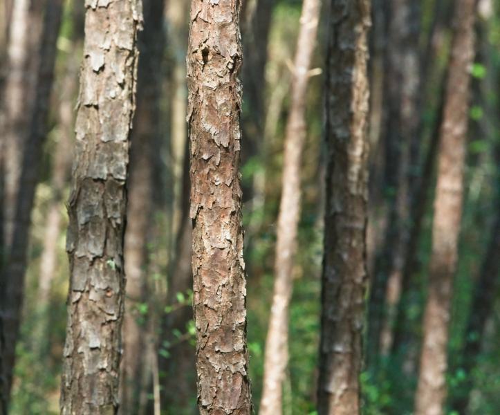 trees-21
