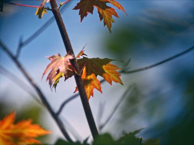 trees-6