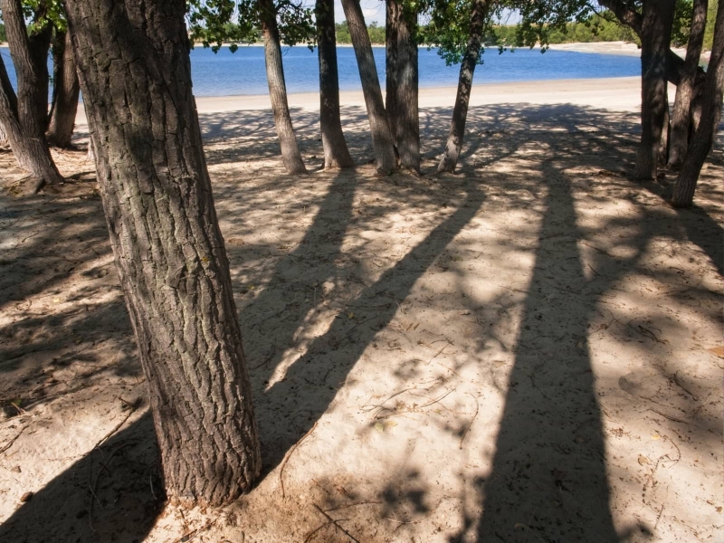 trees-7