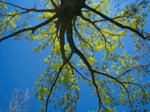 trees-2