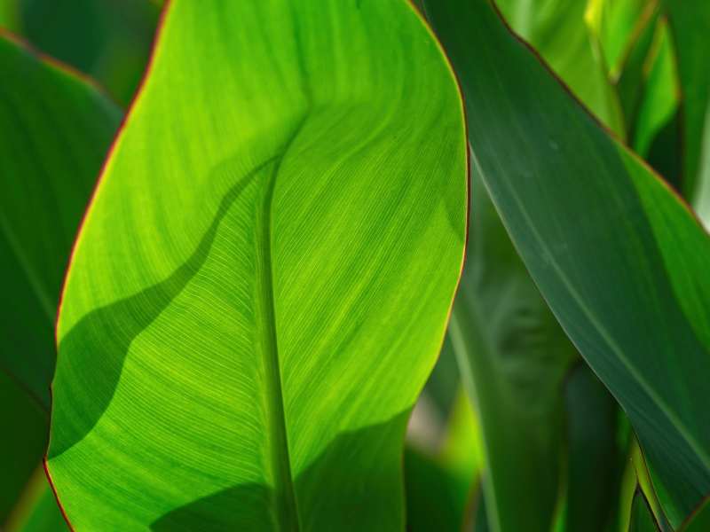 plants-1