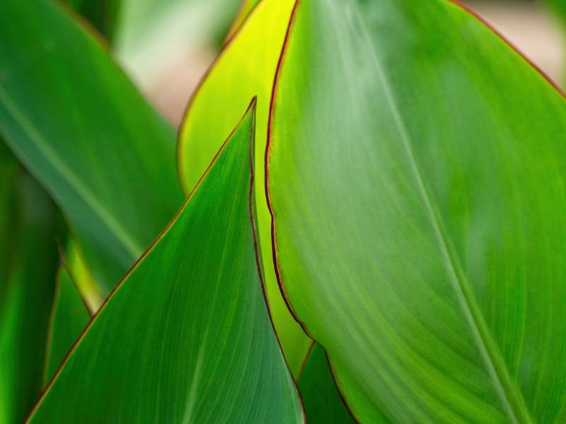 plants-11