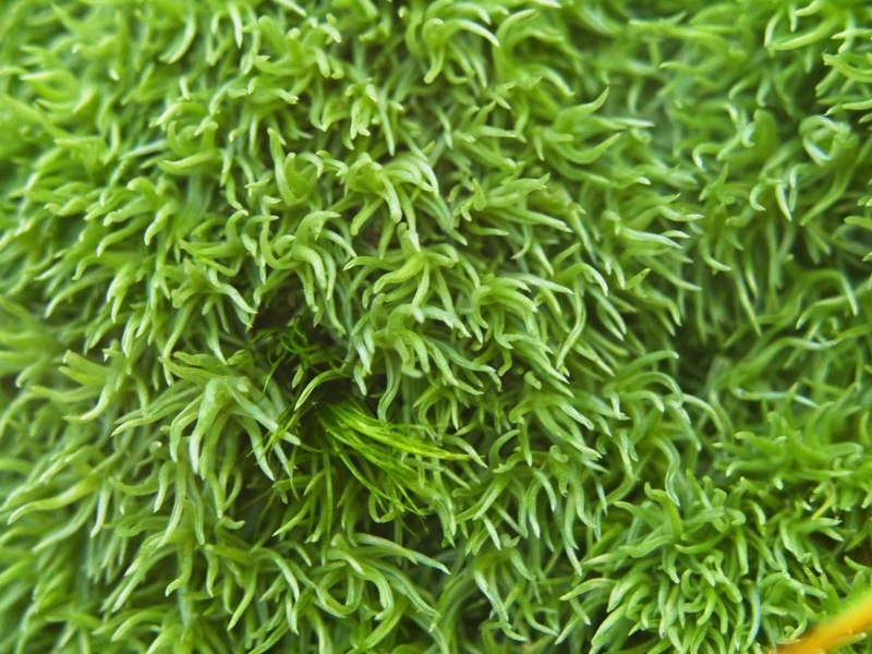 plants-14