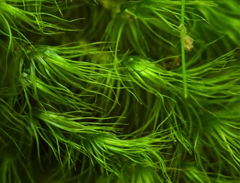 plants-17