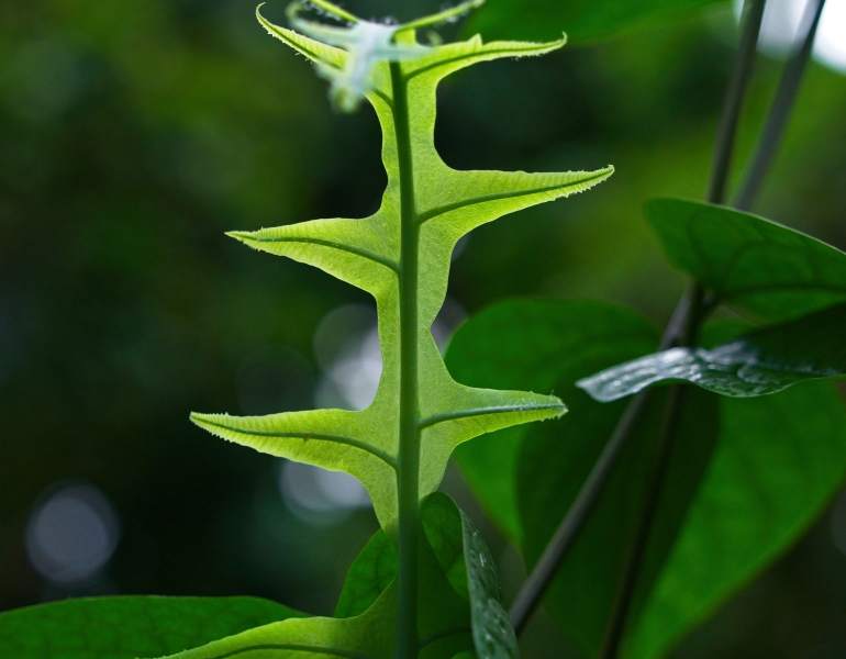 plants-19