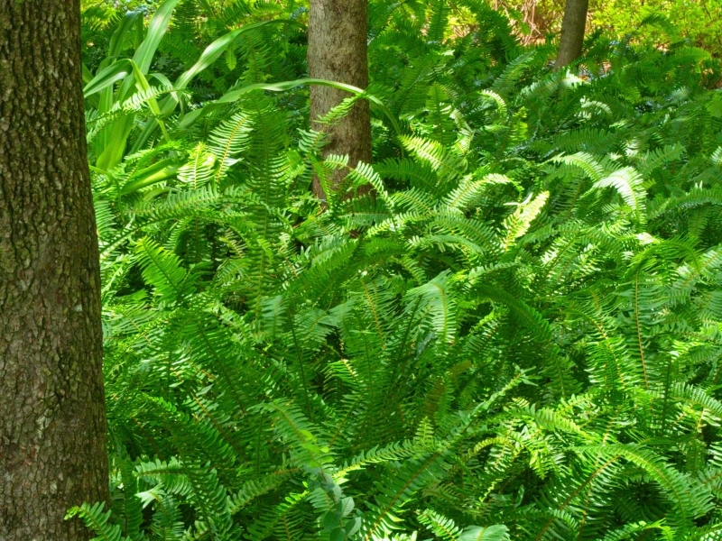 plants-2