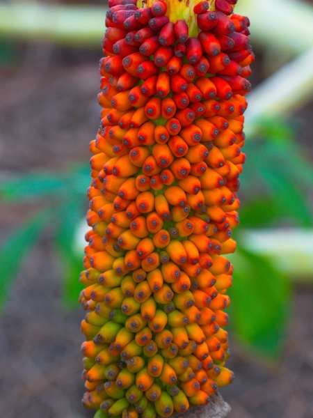 plants-21