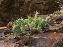 plants-5